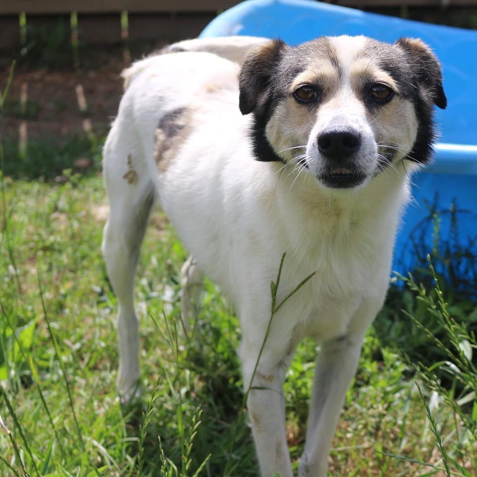 February 11th- Will you be my Valentine? 

Jay is a 4-year-old small terrier mix. He is single and ready to mingle! His girlfriend/roommate of a few weeks got adopted YESTERDAY! Hip Hip Hooray for Delta!  Jay doesn’t have to be a single dog, but he is a bit of a lone ranger that likes to take center stage and show off. He can be picky about who he invites to his VIP party (dogs). Jay prefers the volume up as loud as it can go, so no apartment life for him! Jay is a very sweet boy with all the humans he meets! We suspect he would be fine with older children even though he is picky with other dogs. Jay has been researching how to maintain his party lifestyle after losing his hype girl to a home and brought us these ideas…. 

Healthy D-Jay Lifestyle habits: 
1. Sleep in a dark room
2. Wear musician earplugs
3. Spend some time meditating 
We will help Jay with a quiet place to relax but if you want to meet your new best friend/ DJ/ life of the party visit our website for an adoption application.  https://www.arfms.org/adopt