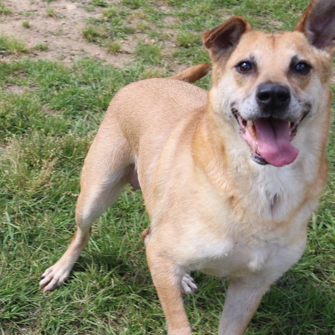 6.13.21 ADOPTED!!!
February 12th- Will you be my Valentine? 
HI! I’m Cracker, an older female shepherd mix that was caught as a stray with (you probably guessed it) a cracker! Guess that’s why we had a friend here named slim jim once! That makes perfect sense now! I am a sweet girl, but I can be a bit salty to other female dogs. I love to play games like the floor is lava and hopscotch.  If you are looking for a very mild mannered, mature but not stale friend, I am your girl. We can sit in front of the TV watching game shows, eating saltines, and drinking sweet tea all day long!  I am great on the leash and would make an excellent partner for binging on Netflix all weekend or trying a new recipe in the kitchen! To learn more about making me part of your family please visit our website https://www.arfms.org/adopt <a target='_blank' href='https://www.instagram.com/explore/tags/dogsofinstagram/'>#dogsofinstagram</a> <a target='_blank' href='https://www.instagram.com/explore/tags/adoptdontshop/'>#adoptdontshop</a> <a target='_blank' href='https://www.instagram.com/explore/tags/seniordogsofinstagram/'>#seniordogsofinstagram</a>