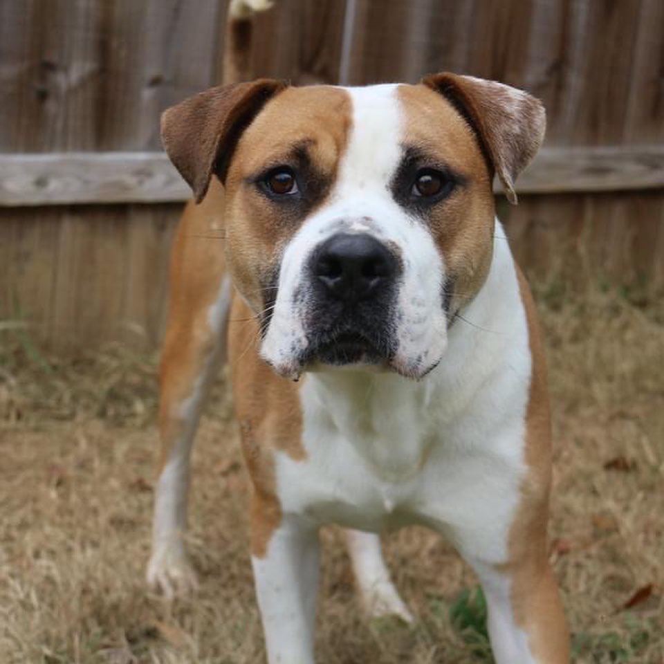 February 10th- will you be my Valentine? 
Meet Sully. I’m new here! A few attorneys found me downtown with hot grease burns down my back and brought me to the shelter for help. I came into the shelter a little cranky towards other dogs but that maybe just because I was living on the street and trying to keep people away for a bit. I’ve since mellowed out and showing my happy happy dance side. Now I want nothing more than someone to snuggle. I am a big boy who thinks I’m a tiny teacup when it comes to cuddling. I love to walk on the leash and would make an excellent running partner. Do you have room in your heart and home for a GIANT BABY like me? 
If interested in adopting Sully please visit our website for an application. https://www.arfms.org/adopt <a target='_blank' href='https://www.instagram.com/explore/tags/adoptdontshop/'>#adoptdontshop</a> <a target='_blank' href='https://www.instagram.com/explore/tags/rescuedogsofinstagram/'>#rescuedogsofinstagram</a>