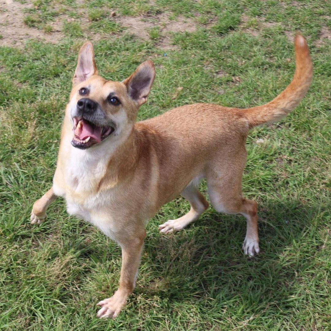 6.13.21 ADOPTED!!!
February 12th- Will you be my Valentine? 
HI! I’m Cracker, an older female shepherd mix that was caught as a stray with (you probably guessed it) a cracker! Guess that’s why we had a friend here named slim jim once! That makes perfect sense now! I am a sweet girl, but I can be a bit salty to other female dogs. I love to play games like the floor is lava and hopscotch.  If you are looking for a very mild mannered, mature but not stale friend, I am your girl. We can sit in front of the TV watching game shows, eating saltines, and drinking sweet tea all day long!  I am great on the leash and would make an excellent partner for binging on Netflix all weekend or trying a new recipe in the kitchen! To learn more about making me part of your family please visit our website https://www.arfms.org/adopt <a target='_blank' href='https://www.instagram.com/explore/tags/dogsofinstagram/'>#dogsofinstagram</a> <a target='_blank' href='https://www.instagram.com/explore/tags/adoptdontshop/'>#adoptdontshop</a> <a target='_blank' href='https://www.instagram.com/explore/tags/seniordogsofinstagram/'>#seniordogsofinstagram</a>