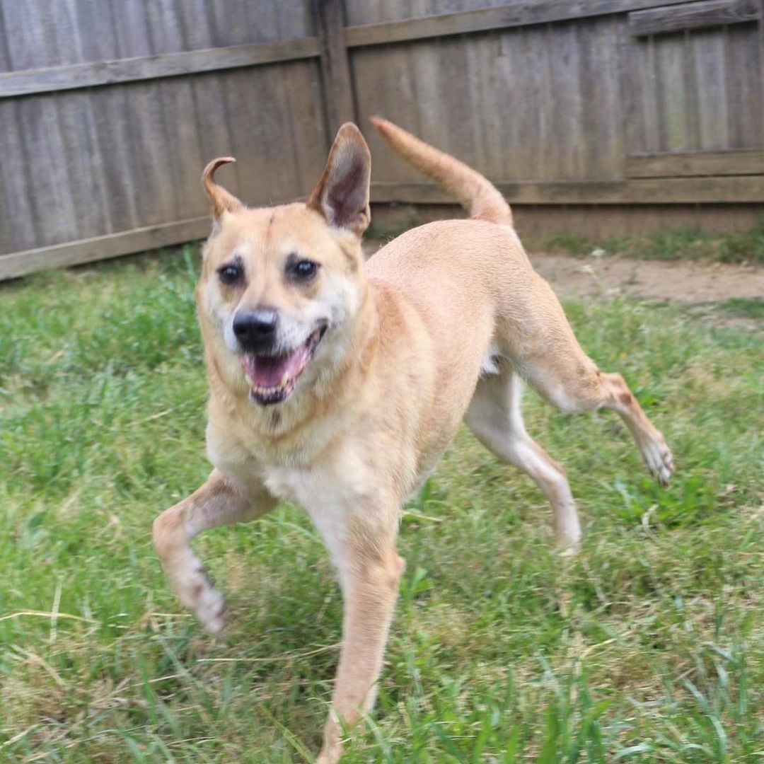 6.13.21 ADOPTED!!!
February 12th- Will you be my Valentine? 
HI! I’m Cracker, an older female shepherd mix that was caught as a stray with (you probably guessed it) a cracker! Guess that’s why we had a friend here named slim jim once! That makes perfect sense now! I am a sweet girl, but I can be a bit salty to other female dogs. I love to play games like the floor is lava and hopscotch.  If you are looking for a very mild mannered, mature but not stale friend, I am your girl. We can sit in front of the TV watching game shows, eating saltines, and drinking sweet tea all day long!  I am great on the leash and would make an excellent partner for binging on Netflix all weekend or trying a new recipe in the kitchen! To learn more about making me part of your family please visit our website https://www.arfms.org/adopt <a target='_blank' href='https://www.instagram.com/explore/tags/dogsofinstagram/'>#dogsofinstagram</a> <a target='_blank' href='https://www.instagram.com/explore/tags/adoptdontshop/'>#adoptdontshop</a> <a target='_blank' href='https://www.instagram.com/explore/tags/seniordogsofinstagram/'>#seniordogsofinstagram</a>