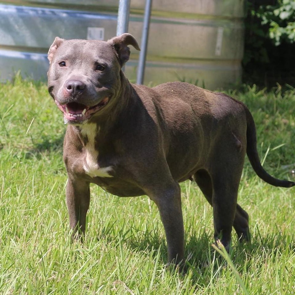 February 13th- Will you be my Valentine? 

Happy Saturday/Valentines EVE EVERYBODY!

I’m Millie. I was found as a stray with a bum leg and these people here got me all fixed up! I am ready to find a forever home of my own. Tell me a pickup line you could never say to a human. I am a smart blue bully who prefers a nonsmoker. I am honest and a good-looking romantic. Favorite hobbies include long walks on the beach, kisses, holding hands, and skinny dipping. To find more information about adopting me please go to the shelter’s website and fill out the pop quiz. https://www.arfms.org/adopt