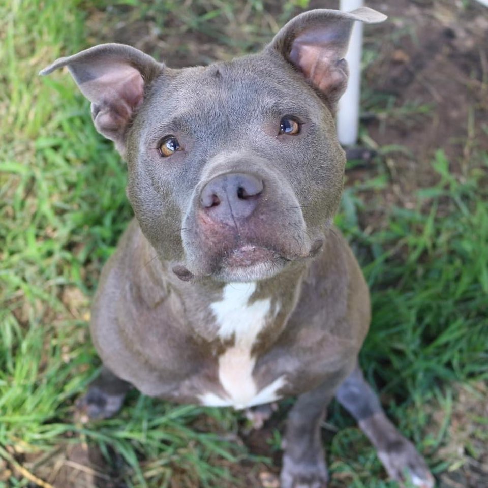 February 13th- Will you be my Valentine? 

Happy Saturday/Valentines EVE EVERYBODY!

I’m Millie. I was found as a stray with a bum leg and these people here got me all fixed up! I am ready to find a forever home of my own. Tell me a pickup line you could never say to a human. I am a smart blue bully who prefers a nonsmoker. I am honest and a good-looking romantic. Favorite hobbies include long walks on the beach, kisses, holding hands, and skinny dipping. To find more information about adopting me please go to the shelter’s website and fill out the pop quiz. https://www.arfms.org/adopt