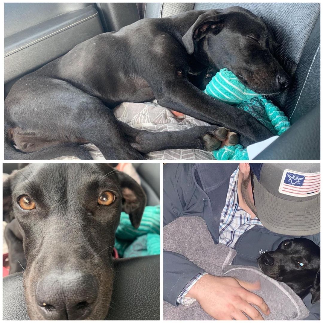 Urgent foster/adopted needed in TN or LA - transport can be arranged elsewhere too for adoption! This sweet girl is 5-6 months old, good with other dogs and kids. She is safe now but need foster or adopted to step up. Please help/share!