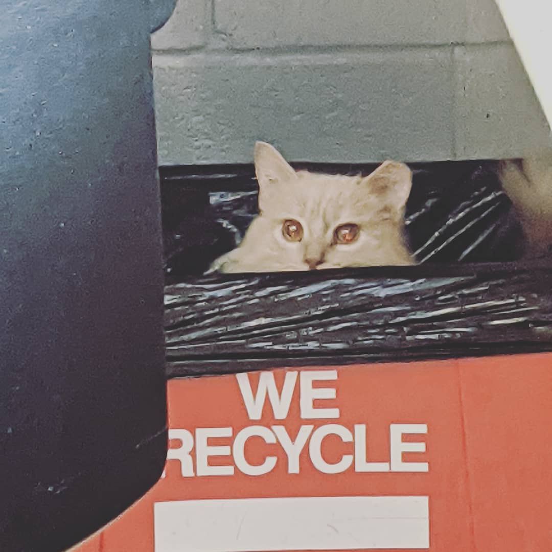 Mazon has a very important message about the environment.. <a target='_blank' href='https://www.instagram.com/explore/tags/pleaserecycle/'>#pleaserecycle</a> <a target='_blank' href='https://www.instagram.com/explore/tags/wchsadopt/'>#wchsadopt</a>