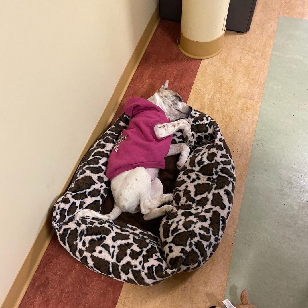 Cherish attended a Building Committee meeting today. She raised some good points and made her demands known. She also tried to sway Fred to her side with some hugs and puppy kisses. A nap was needed mid meeting (we know how you feel Cherish). 
You can keep up with Cherish on our Facebook page, link in bio! 🐾
•
•
•
<a target='_blank' href='https://www.instagram.com/explore/tags/saugertiesanimalshelter/'>#saugertiesanimalshelter</a> <a target='_blank' href='https://www.instagram.com/explore/tags/saugertiesny/'>#saugertiesny</a> <a target='_blank' href='https://www.instagram.com/explore/tags/hudsonvalley/'>#hudsonvalley</a> <a target='_blank' href='https://www.instagram.com/explore/tags/cherishSAS/'>#cherishSAS</a> <a target='_blank' href='https://www.instagram.com/explore/tags/wevegotSAS/'>#wevegotSAS</a> <a target='_blank' href='https://www.instagram.com/explore/tags/dogsofinstagram/'>#dogsofinstagram</a> <a target='_blank' href='https://www.instagram.com/explore/tags/puppiesofinstagram/'>#puppiesofinstagram</a> <a target='_blank' href='https://www.instagram.com/explore/tags/catahoulasofinstagram/'>#catahoulasofinstagram</a> <a target='_blank' href='https://www.instagram.com/explore/tags/catahoulamix/'>#catahoulamix</a>