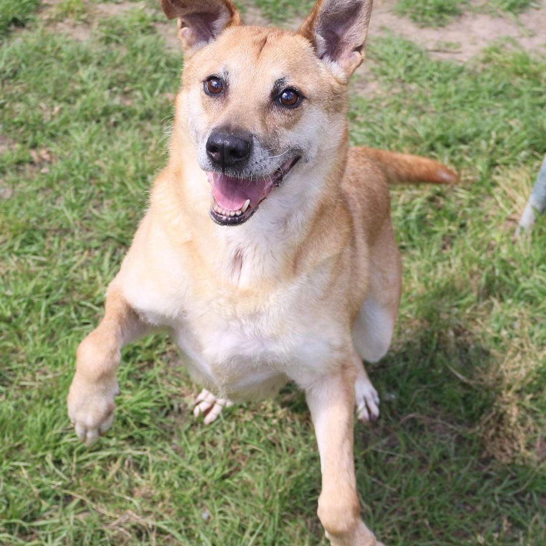 6.13.21 ADOPTED!!!
February 12th- Will you be my Valentine? 
HI! I’m Cracker, an older female shepherd mix that was caught as a stray with (you probably guessed it) a cracker! Guess that’s why we had a friend here named slim jim once! That makes perfect sense now! I am a sweet girl, but I can be a bit salty to other female dogs. I love to play games like the floor is lava and hopscotch.  If you are looking for a very mild mannered, mature but not stale friend, I am your girl. We can sit in front of the TV watching game shows, eating saltines, and drinking sweet tea all day long!  I am great on the leash and would make an excellent partner for binging on Netflix all weekend or trying a new recipe in the kitchen! To learn more about making me part of your family please visit our website https://www.arfms.org/adopt <a target='_blank' href='https://www.instagram.com/explore/tags/dogsofinstagram/'>#dogsofinstagram</a> <a target='_blank' href='https://www.instagram.com/explore/tags/adoptdontshop/'>#adoptdontshop</a> <a target='_blank' href='https://www.instagram.com/explore/tags/seniordogsofinstagram/'>#seniordogsofinstagram</a>