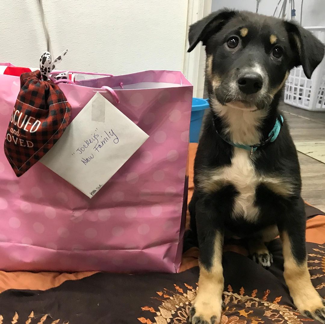 When your foster mom drops you off for spay and adoption with a care package 🥺 💕
Want to foster a cutie like this? Send in your foster app via our website! Care packages optional!