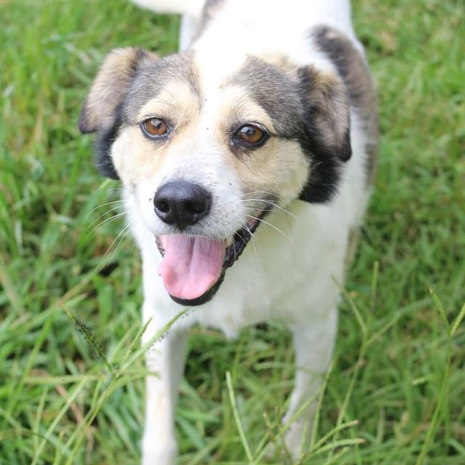 February 11th- Will you be my Valentine? 

Jay is a 4-year-old small terrier mix. He is single and ready to mingle! His girlfriend/roommate of a few weeks got adopted YESTERDAY! Hip Hip Hooray for Delta!  Jay doesn’t have to be a single dog, but he is a bit of a lone ranger that likes to take center stage and show off. He can be picky about who he invites to his VIP party (dogs). Jay prefers the volume up as loud as it can go, so no apartment life for him! Jay is a very sweet boy with all the humans he meets! We suspect he would be fine with older children even though he is picky with other dogs. Jay has been researching how to maintain his party lifestyle after losing his hype girl to a home and brought us these ideas…. 

Healthy D-Jay Lifestyle habits: 
1. Sleep in a dark room
2. Wear musician earplugs
3. Spend some time meditating 
We will help Jay with a quiet place to relax but if you want to meet your new best friend/ DJ/ life of the party visit our website for an adoption application.  https://www.arfms.org/adopt