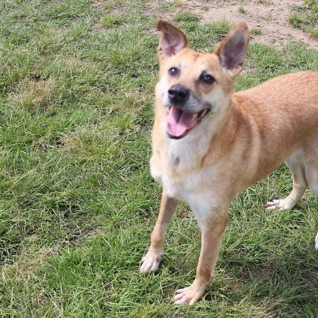 6.13.21 ADOPTED!!!
February 12th- Will you be my Valentine? 
HI! I’m Cracker, an older female shepherd mix that was caught as a stray with (you probably guessed it) a cracker! Guess that’s why we had a friend here named slim jim once! That makes perfect sense now! I am a sweet girl, but I can be a bit salty to other female dogs. I love to play games like the floor is lava and hopscotch.  If you are looking for a very mild mannered, mature but not stale friend, I am your girl. We can sit in front of the TV watching game shows, eating saltines, and drinking sweet tea all day long!  I am great on the leash and would make an excellent partner for binging on Netflix all weekend or trying a new recipe in the kitchen! To learn more about making me part of your family please visit our website https://www.arfms.org/adopt <a target='_blank' href='https://www.instagram.com/explore/tags/dogsofinstagram/'>#dogsofinstagram</a> <a target='_blank' href='https://www.instagram.com/explore/tags/adoptdontshop/'>#adoptdontshop</a> <a target='_blank' href='https://www.instagram.com/explore/tags/seniordogsofinstagram/'>#seniordogsofinstagram</a>