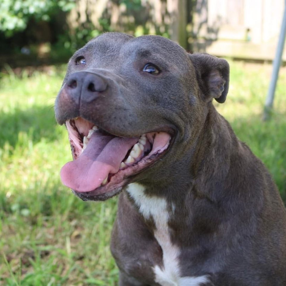 February 13th- Will you be my Valentine? 

Happy Saturday/Valentines EVE EVERYBODY!

I’m Millie. I was found as a stray with a bum leg and these people here got me all fixed up! I am ready to find a forever home of my own. Tell me a pickup line you could never say to a human. I am a smart blue bully who prefers a nonsmoker. I am honest and a good-looking romantic. Favorite hobbies include long walks on the beach, kisses, holding hands, and skinny dipping. To find more information about adopting me please go to the shelter’s website and fill out the pop quiz. https://www.arfms.org/adopt