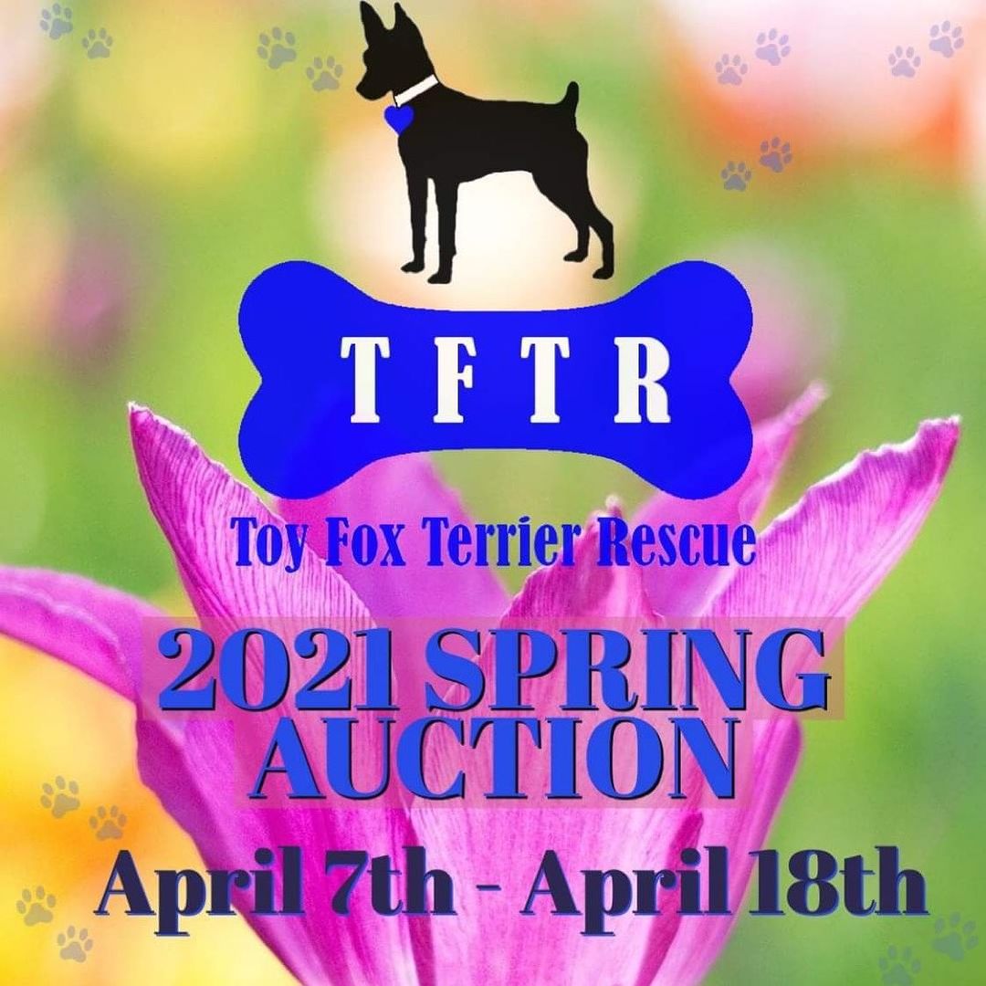 TFTR 2021 Spring Auction coming soon! Follow us on Facebook for more info. <a target='_blank' href='https://www.instagram.com/explore/tags/toyfoxterriers/'>#toyfoxterriers</a> <a target='_blank' href='https://www.instagram.com/explore/tags/tftrescue/'>#tftrescue</a> <a target='_blank' href='https://www.instagram.com/explore/tags/toyfoxterrier/'>#toyfoxterrier</a>