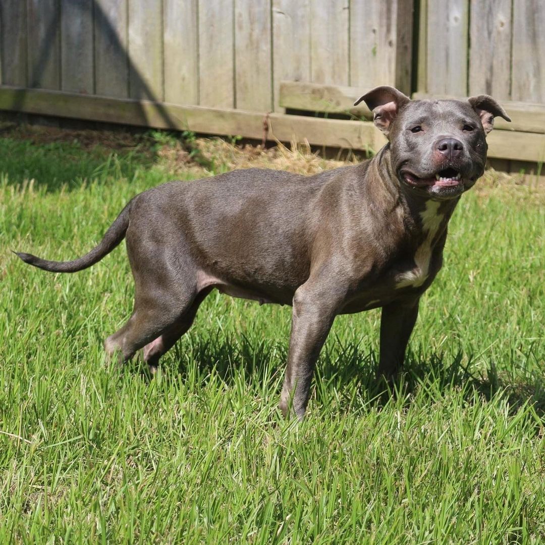 February 13th- Will you be my Valentine? 

Happy Saturday/Valentines EVE EVERYBODY!

I’m Millie. I was found as a stray with a bum leg and these people here got me all fixed up! I am ready to find a forever home of my own. Tell me a pickup line you could never say to a human. I am a smart blue bully who prefers a nonsmoker. I am honest and a good-looking romantic. Favorite hobbies include long walks on the beach, kisses, holding hands, and skinny dipping. To find more information about adopting me please go to the shelter’s website and fill out the pop quiz. https://www.arfms.org/adopt