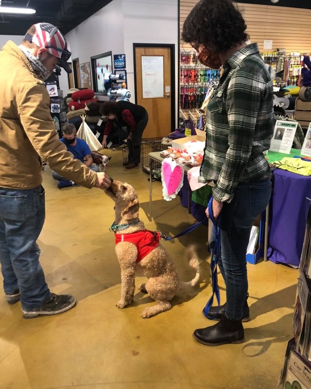 Sophie, Mugsey, Trixie, Remi ❤️

spiritcaninerescue.org/adopt