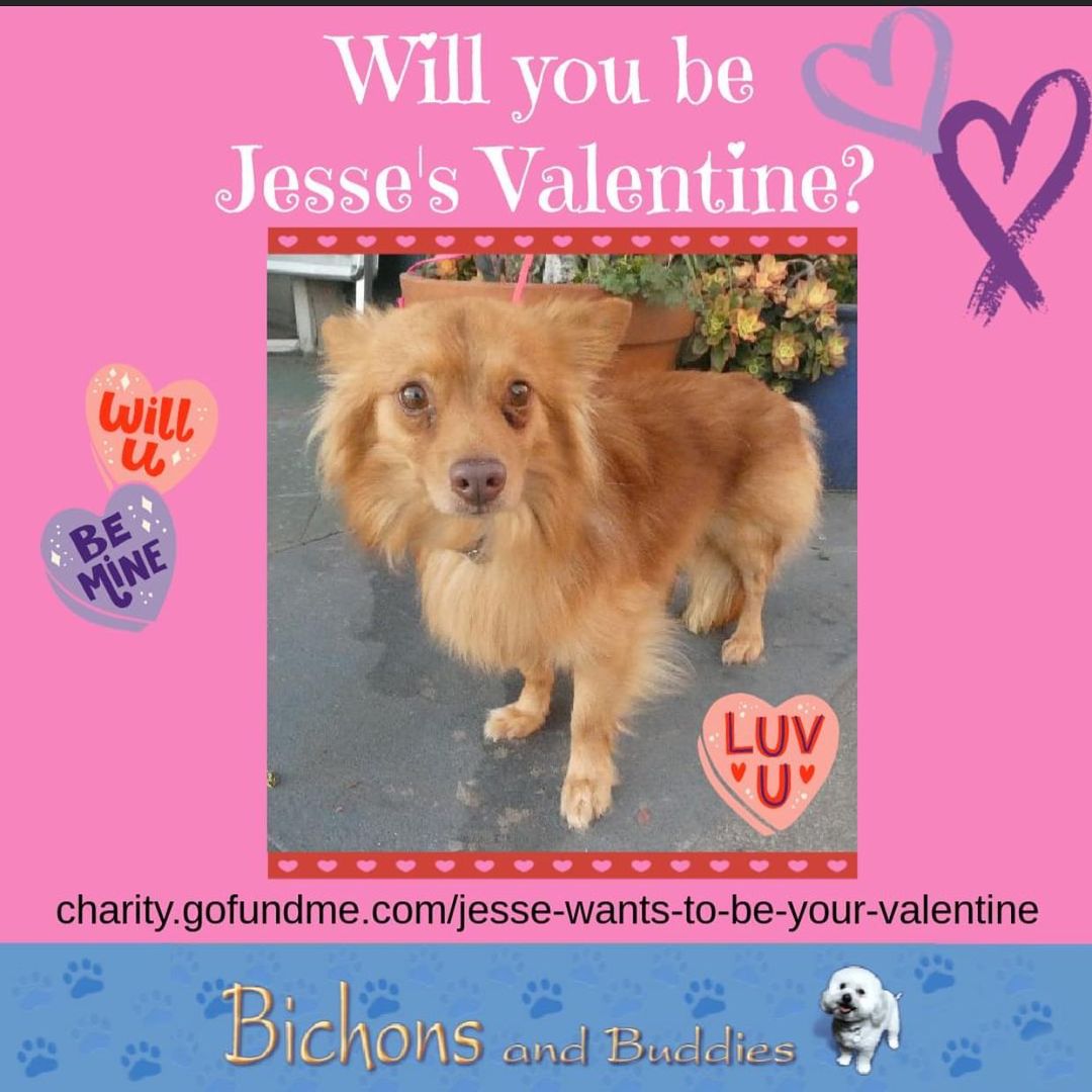 Please have a heart - for Jesse's sake❤️

This sweet little 3-year-old boy has a congenital heart condition which in layman’s terms is a defective duct that doesn’t close which leads to congestive heart failure if not surgically repaired. 

Most dogs do not live past a year old with this condition.  The fact that Jesse has survived this long was a surprise to the cardiologist. 

An echocardiogram showed the beginning of heart enlargement.  Without the surgery, Jesse is not expected to live much past six months. 

The difference between life and death literally lay in our hands.  WE NEED YOUR SUPPORT to help pay for this critical life-saving procedure so Jesse can live a full and happy life in a forever home. 

Please donate now through Jesse's GoFundMe which is linked in the bio! 
Or through our website www.bichonsandbuddies.com/info/donate to help us continue our shared commitment to saving as many lives as possible in the coming year. 

Without your support, we would be unable to provide the medical care necessary to ensure dogs like Jesse have a long, happy, and healthy life in a forever home.
💗
<a target='_blank' href='https://www.instagram.com/explore/tags/bichonsandbuddies/'>#bichonsandbuddies</a> <a target='_blank' href='https://www.instagram.com/explore/tags/adoptdontshop/'>#adoptdontshop</a> <a target='_blank' href='https://www.instagram.com/explore/tags/rescue/'>#rescue</a> <a target='_blank' href='https://www.instagram.com/explore/tags/donate/'>#donate</a> <a target='_blank' href='https://www.instagram.com/explore/tags/savealife/'>#savealife</a>