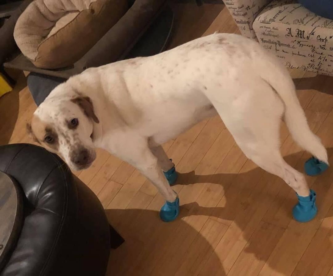 SCR alumnus Turner (aka PupPup) rocking the rain boots! 🌧 

Adopted 2017