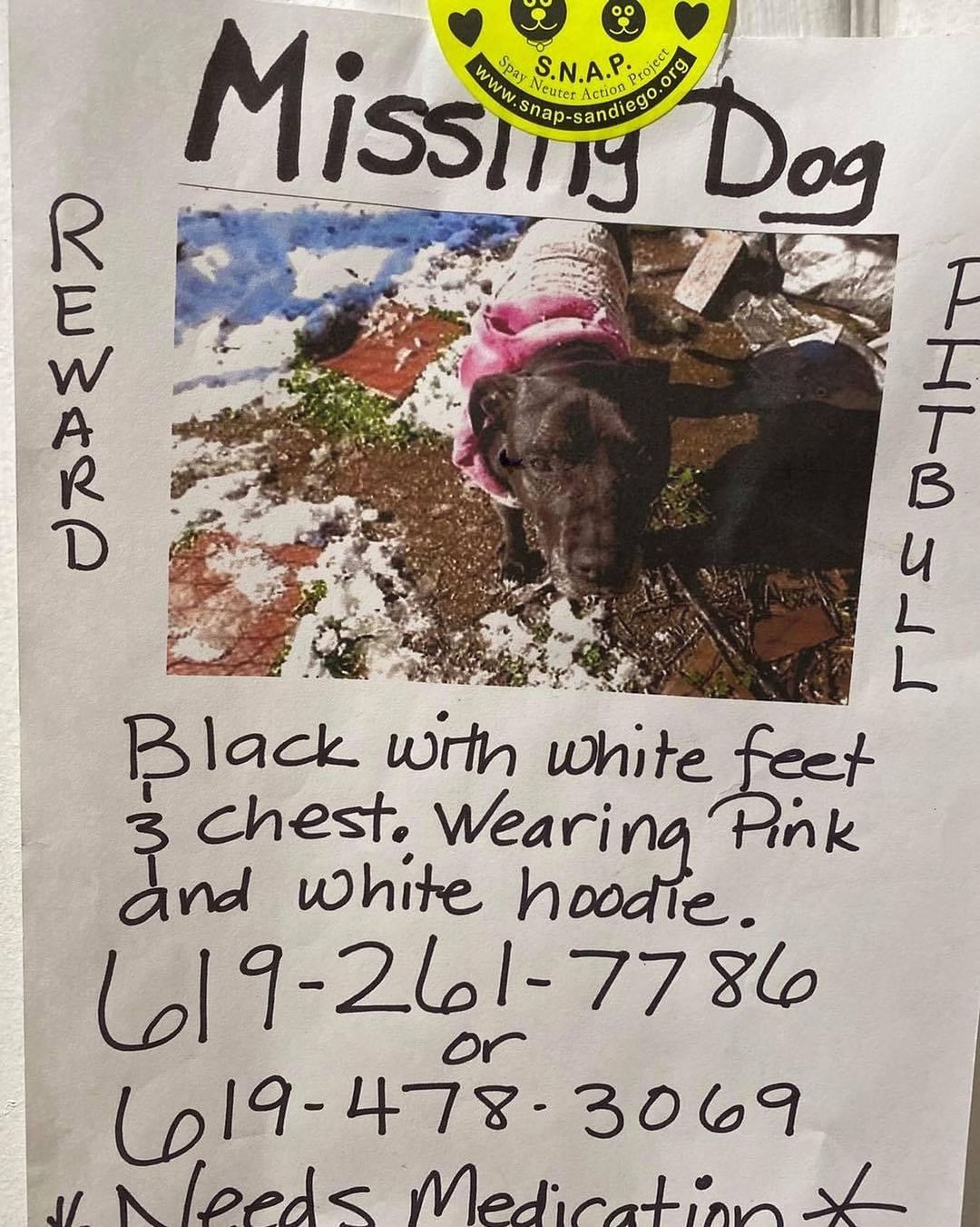 Shared from SNAP: One of SNAPs clients getting a dog fixed yesterday asked us to share this.  Her 14 yr old pittie is missing. She thinks she was stolen right from under her nose. She lives in Campo. Please all keep an eye out for an older black dog. Sadly the leash and collar just was left in yard where she laying down. The hoodie was not.  <a target='_blank' href='https://www.instagram.com/explore/tags/lostpets/'>#lostpets</a> <a target='_blank' href='https://www.instagram.com/explore/tags/sandiego/'>#sandiego</a>