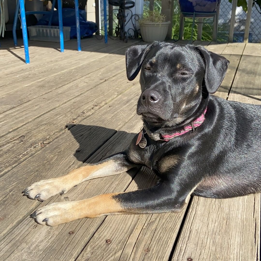 Time for another <a target='_blank' href='https://www.instagram.com/explore/tags/PSDHappyTails/'>#PSDHappyTails</a> Weekend PUPdate!!! 🐶💗🐾

Our featured pup this week is Daisy (formerly Padme, 2020 rescue)! ❤️
.
Here's what Daisy’s forever family has to say:

“Daisy is THE best! She is so sweet and loves to cuddle! Most nights she sleeps with her human sisters and spends her days hanging out with her cat-siblings, playing, running around the yard and just living the good dog life. She loves to dig and play with dog friends too! We are so lucky!” 💜
.
🥰🐶🥰🐶🥰🐶
.
.
We love hearing from our forever families! Be sure to tell us about your pup at bit.ly/PSDHappyTails and follow along with these stories by following <a target='_blank' href='https://www.instagram.com/explore/tags/PSDHappyTails/'>#PSDHappyTails</a> 
🇵🇷❤️🐶
.
<a target='_blank' href='https://www.instagram.com/explore/tags/adoptdontshop/'>#adoptdontshop</a> <a target='_blank' href='https://www.instagram.com/explore/tags/rescuedismyfavoritebreed/'>#rescuedismyfavoritebreed</a> <a target='_blank' href='https://www.instagram.com/explore/tags/puntasantiagodogs/'>#puntasantiagodogs</a>
<a target='_blank' href='https://www.instagram.com/explore/tags/dogrescue/'>#dogrescue</a>