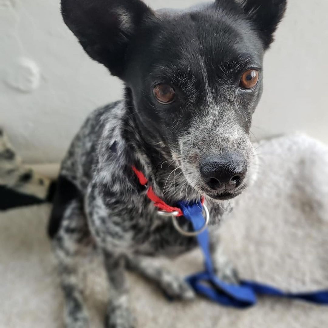 ❤️🎉📢FOR ADOPTION!📢🎉❤️

This smiley girl is ready for her forever home!!! 🏠🐾

JLo is very affectionate and is looking for her family! She’s about 2 years old, weighs 30lbs, and is good with both dogs and cats. She is mild mannered and very polite! While she can be shy at first, she quickly warms up and is ready to cuddle when she feels loved. 

Are you ready to welcome this sweetheart into your life? 

Apply to adopt JLo at bit.ly/PSDAdopt!