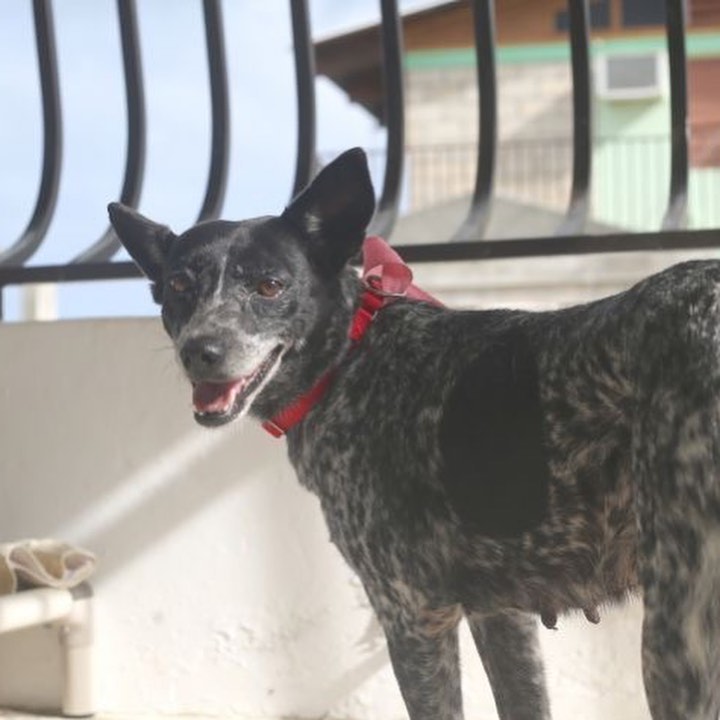 ❤️🎉📢FOR ADOPTION!📢🎉❤️

This smiley girl is ready for her forever home!!! 🏠🐾

JLo is very affectionate and is looking for her family! She’s about 2 years old, weighs 30lbs, and is good with both dogs and cats. She is mild mannered and very polite! While she can be shy at first, she quickly warms up and is ready to cuddle when she feels loved. 

Are you ready to welcome this sweetheart into your life? 

Apply to adopt JLo at bit.ly/PSDAdopt!