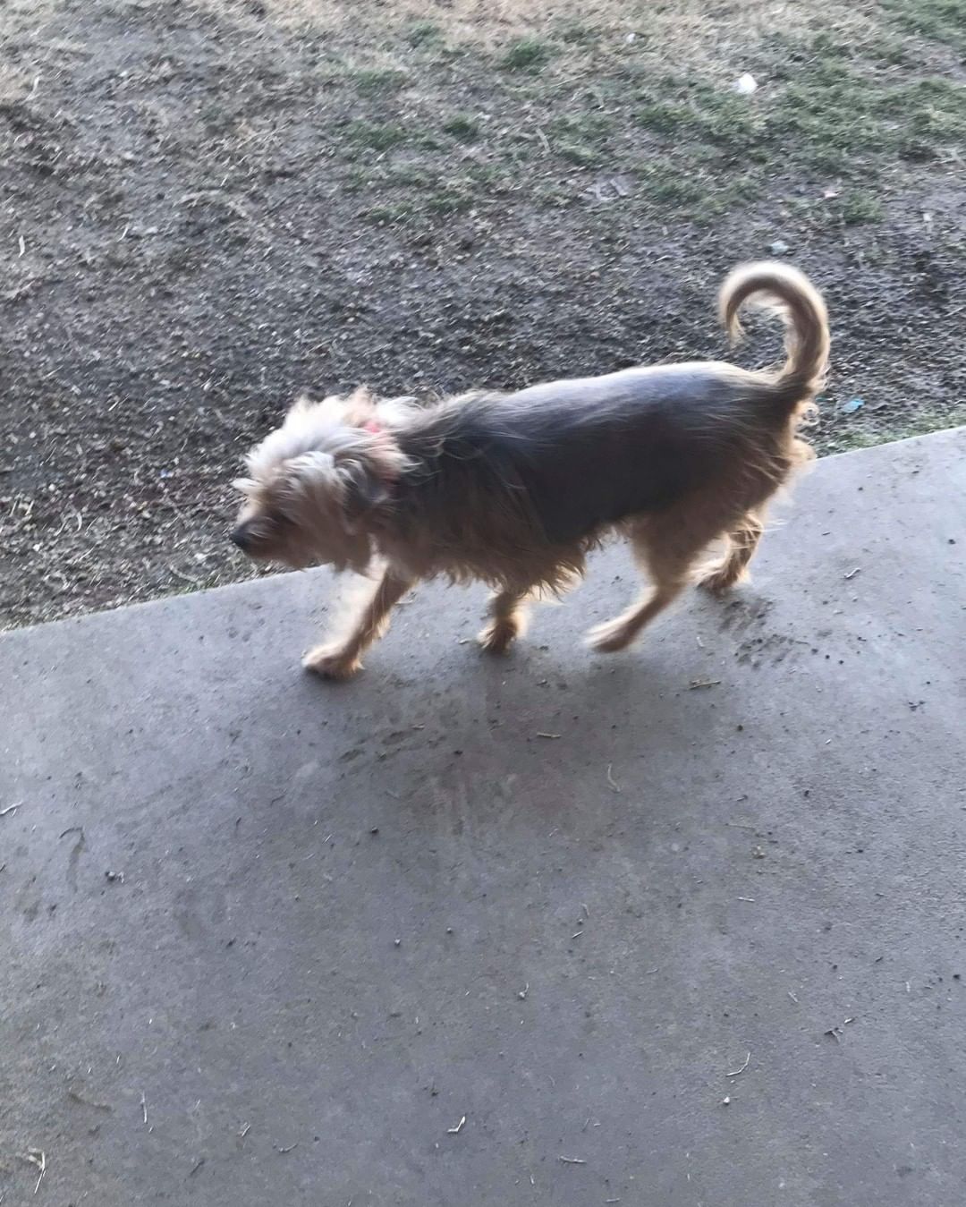 Meet Tuesday, hes a 5 year old Yorkie / Begal mix, hes 27 lbs , a little timid , but very loving and playful. 
He's  had a rough home life, its time he found his furever  home.

He's allergic to chicken , so he's got hair loss. We've  changed his diet and put him on lamb and rice. No more itching , hair is growing back

He gets along with other dogs, timid but warms up. 

Tuesday is  current on all vaccinations,  hes Heartworm  negative, has had his 1 year Heartworm  prevention in October .