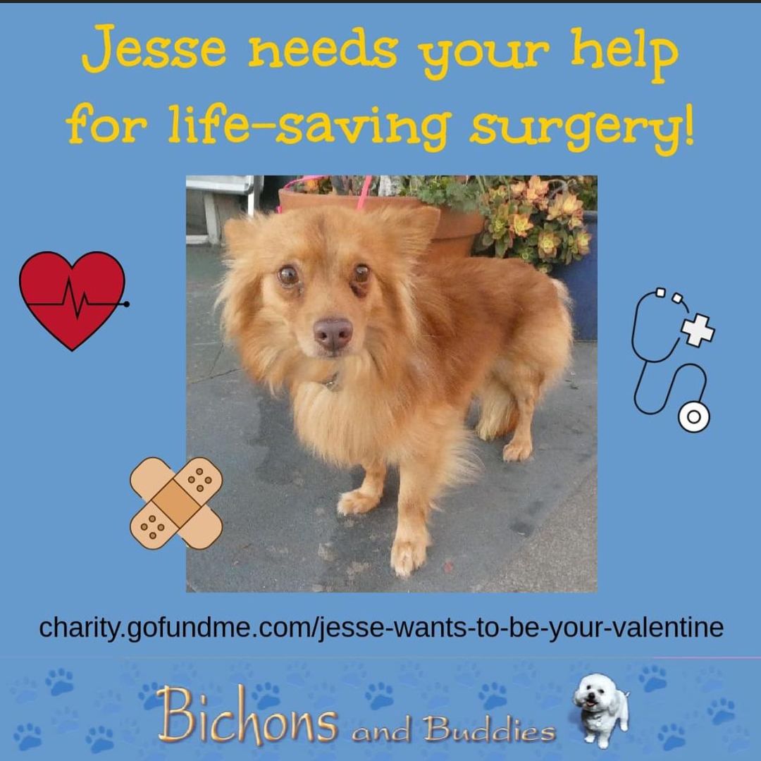 🚑Jesse is Ready! 🚑
It's only 3 days away from Jesse's life-saving surgery and he's in great spirits and being well-cared for in his foster home. The surgeon has assured us that since it's a minimally invasive procedure, Jesse is expected to come out of it with flying colors and will have a new leash on life. We're very excited for this sweet boy and his bright future ahead.

Please HELP Jesse by DONATING NOW through Jesse's GoFundMe which can be found in our bio! 

Or you can donate through our website www.bichonsandbuddies.com/info/donate!

Thank you!❤️🐶

<a target='_blank' href='https://www.instagram.com/explore/tags/rescue/'>#rescue</a> <a target='_blank' href='https://www.instagram.com/explore/tags/bichonsandbuddiesrescue/'>#bichonsandbuddiesrescue</a> <a target='_blank' href='https://www.instagram.com/explore/tags/donate/'>#donate</a> <a target='_blank' href='https://www.instagram.com/explore/tags/savealife/'>#savealife</a>