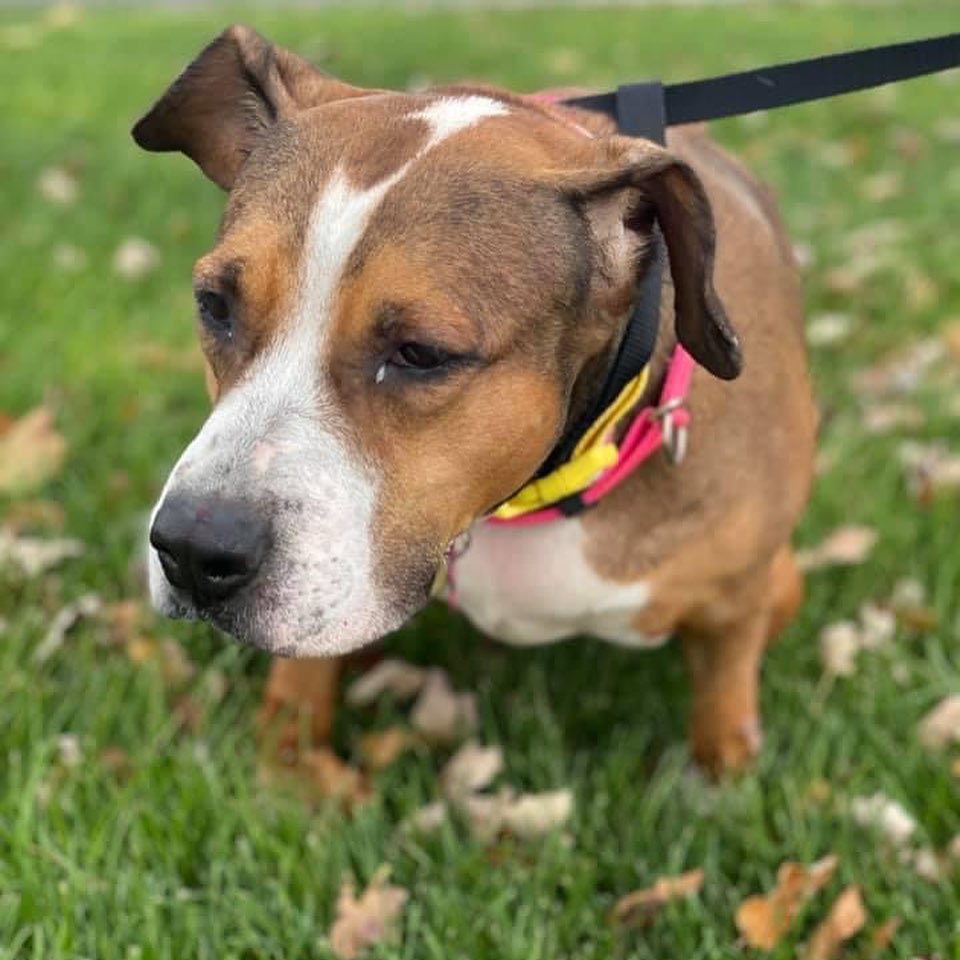 Our beautiful girl Tiki is still waiting for a home to call her own! She’s a 5 year old Beagle/Pitty mix who has a vivacious personality and does excellent with kids! She is definitely a snuggle bug and couch crasher! Tiki enjoys going for walks and hikes, she is house trained and knows her basic commands. If you’re interested in meeting this sweet soul please apply at: www.betheirvoicerescue.com

PLEASE SHARE TIKI 🐾