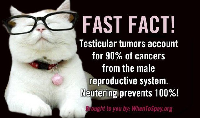 FEBRUARY is SPAY NEUTER AWARENESS MONTH....

Neutering or spaying your pet has health benefits, like reducing certain cancers. Help your pet live a longer, healthier life by altering them. Speak to your vet about the best time to have your pet spayed or neutered.

Support your local shelter, spay or neuter your critter.