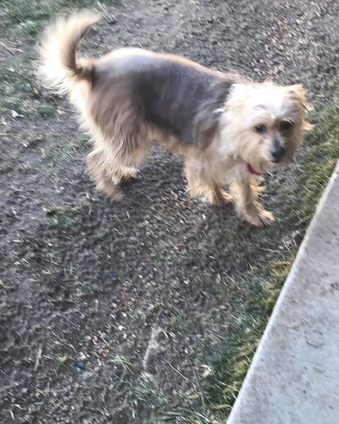 Meet Tuesday, hes a 5 year old Yorkie / Begal mix, hes 27 lbs , a little timid , but very loving and playful. 
He's  had a rough home life, its time he found his furever  home.

He's allergic to chicken , so he's got hair loss. We've  changed his diet and put him on lamb and rice. No more itching , hair is growing back

He gets along with other dogs, timid but warms up. 

Tuesday is  current on all vaccinations,  hes Heartworm  negative, has had his 1 year Heartworm  prevention in October .