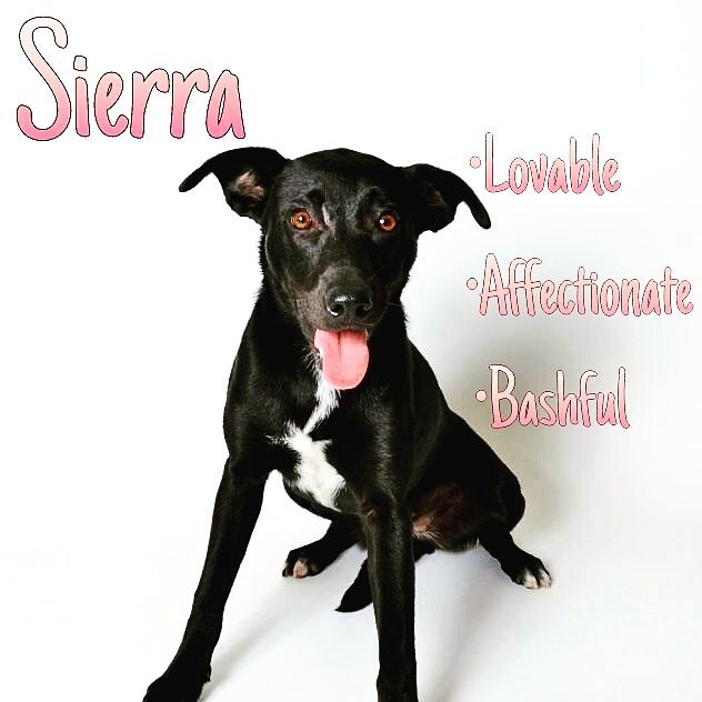 If you've been looking for a companion to cuddle with you and stay by your side then look no further cause the search will be done once you meet sweet Sierra. This young lab mix is about as loving as any dog could be. She will stay near you once you're in sight and she couldn't he happier anywhere else. This girl truly deserves a forever home 🏡 🐶🐾<a target='_blank' href='https://www.instagram.com/explore/tags/adoptdontshop/'>#adoptdontshop</a> <a target='_blank' href='https://www.instagram.com/explore/tags/poundpuppies/'>#poundpuppies</a> <a target='_blank' href='https://www.instagram.com/explore/tags/shelterdogsofinstagram/'>#shelterdogsofinstagram</a> <a target='_blank' href='https://www.instagram.com/explore/tags/adoptlove/'>#adoptlove</a>