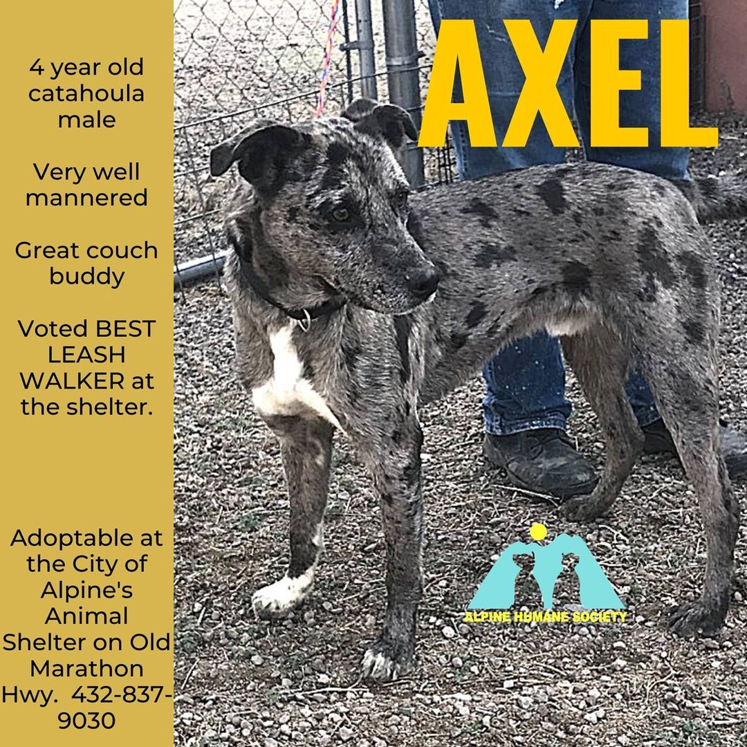 4-year-old AXEL is a lovely fella who came into the Alpine shelter with pretty good leash skills, and has only improved on them while here. He's very pleased to get attention from people, and he is a friend to several other dogs though he seems to think that a few of them are jerks.  As with any dog, if you will be adopting Axel into a home with other dogs we are happy to host a meet and greet either at the shelter or at the city dog park.  You can meet him at the Alpine Animal Shelter on Old Marathon Highway.  432-837-9030.