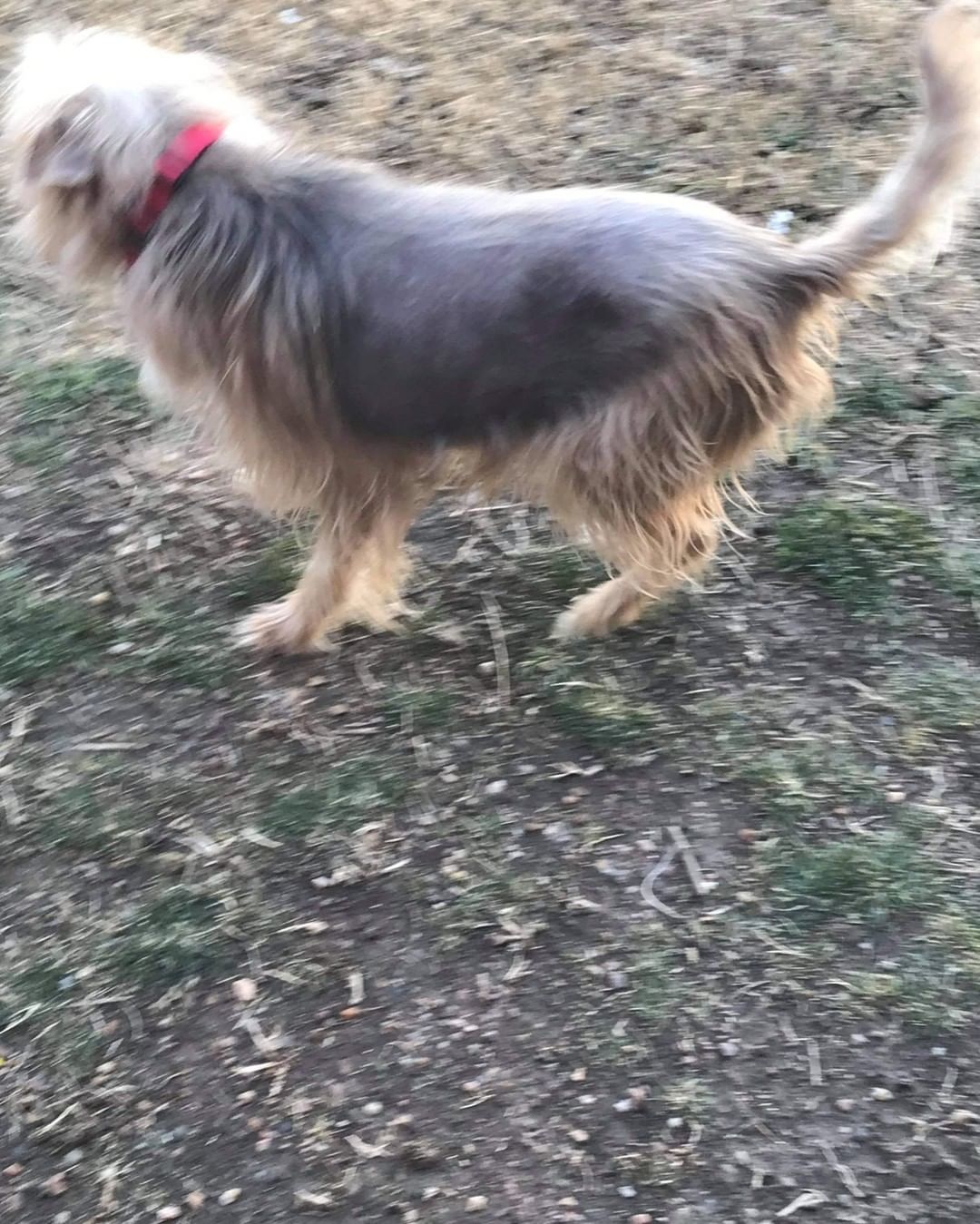 Meet Tuesday, hes a 5 year old Yorkie / Begal mix, hes 27 lbs , a little timid , but very loving and playful. 
He's  had a rough home life, its time he found his furever  home.

He's allergic to chicken , so he's got hair loss. We've  changed his diet and put him on lamb and rice. No more itching , hair is growing back

He gets along with other dogs, timid but warms up. 

Tuesday is  current on all vaccinations,  hes Heartworm  negative, has had his 1 year Heartworm  prevention in October .