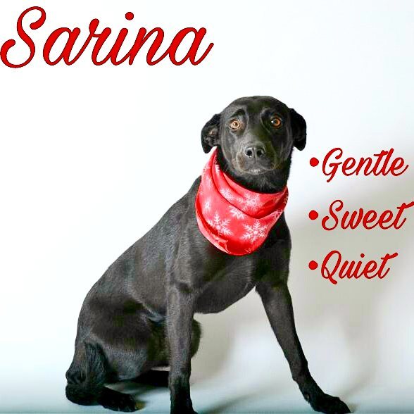 It's safe to say this girl has been through a lot. Unsocialized upon arrival (with her sisters Sable and Sierra), abandoned, underweight and scared, Sarina has pulled through a lot of unfortunate events in her life. Still timid of the leash, but eager to be loved and assured that she matters and for once, is safe. She searches for attention and a caring hand and just wants to be given a chance. Sable was adopted and now Sarina awaits the day when she to can learn what its like to live under a roof with a bed and a family that loves her unconditionally <a target='_blank' href='https://www.instagram.com/explore/tags/adoptlove/'>#adoptlove</a> <a target='_blank' href='https://www.instagram.com/explore/tags/shelterdogsofinstagram/'>#shelterdogsofinstagram</a> <a target='_blank' href='https://www.instagram.com/explore/tags/adoptdontshop/'>#adoptdontshop</a>