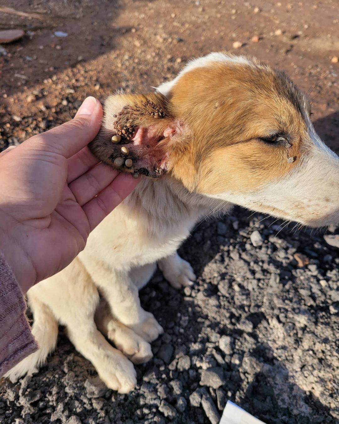 It all started with a pup named Honey 🍯💕 

I'm currently in Morocco for work, and met the sweetest soul -- a super scaredy 5month old stray puppy living in an old wooden wagon. After a week of twice daily feedings and sitting in a dirty alley trying to convince her of my heart... she decided to trust me. She followed me back to my villa that night. I bathed her and got her to a vet for an exam, vaccinations, and meds. 

Her name is Honey because when she is really happy, her eyes are like big golden honey pots.  Honey will come to Philly to live out her best life in a few weeks. 

Today, Honey made new friends. Three puppies behind a restaurant in a dirt lot.  Their ears and bodies are covered in ticks and fleas. Tomorrow they will go to the vet for treatment.  Hopefully the start to a new life for them. 

I need your help, friends. And I'm not someone who asks for help. But together, WE can help these homeless puppies, and hopefully many many more.  There's a link in bio to help support. Please share. 

There are so many stray dogs in Morocco.  These dogs are some of the most incredibly kind and gentle souls I've ever encountered. (And if you've been following, you know how much I love my ACCT Philly pups!)

Thank you friends, for your kindness in sharing/supporting. 💕

With sincere love and gratitude,
Melinda