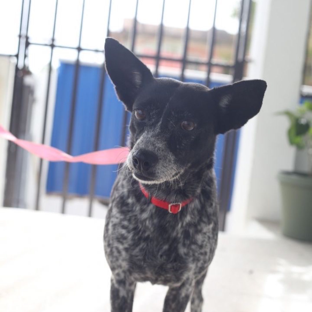 ❤️🎉📢FOR ADOPTION!📢🎉❤️

This smiley girl is ready for her forever home!!! 🏠🐾

JLo is very affectionate and is looking for her family! She’s about 2 years old, weighs 30lbs, and is good with both dogs and cats. She is mild mannered and very polite! While she can be shy at first, she quickly warms up and is ready to cuddle when she feels loved. 

Are you ready to welcome this sweetheart into your life? 

Apply to adopt JLo at bit.ly/PSDAdopt!