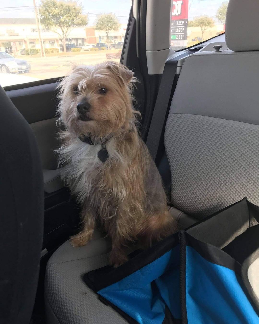 Meet Tuesday, hes a 5 year old Yorkie / Begal mix, hes 27 lbs , a little timid , but very loving and playful. 
He's  had a rough home life, its time he found his furever  home.

He's allergic to chicken , so he's got hair loss. We've  changed his diet and put him on lamb and rice. No more itching , hair is growing back

He gets along with other dogs, timid but warms up. 

Tuesday is  current on all vaccinations,  hes Heartworm  negative, has had his 1 year Heartworm  prevention in October .