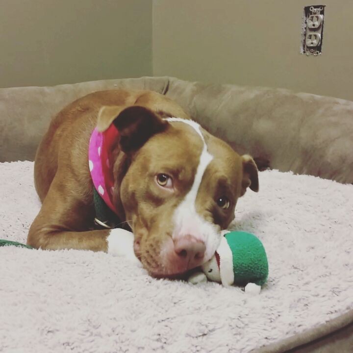 When you get to lay on a big fluffy bed for the very first time 
Featured pup: Penny <a target='_blank' href='https://www.instagram.com/explore/tags/loveisapittie/'>#loveisapittie</a> <a target='_blank' href='https://www.instagram.com/explore/tags/pibblesofig/'>#pibblesofig</a> <a target='_blank' href='https://www.instagram.com/explore/tags/alliwantforchristmas/'>#alliwantforchristmas</a> <a target='_blank' href='https://www.instagram.com/explore/tags/stillwaiting/'>#stillwaiting</a>