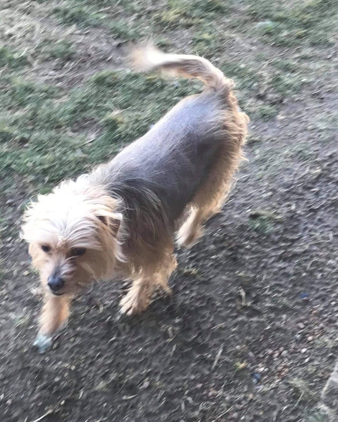 Meet Tuesday, hes a 5 year old Yorkie / Begal mix, hes 27 lbs , a little timid , but very loving and playful. 
He's  had a rough home life, its time he found his furever  home.

He's allergic to chicken , so he's got hair loss. We've  changed his diet and put him on lamb and rice. No more itching , hair is growing back

He gets along with other dogs, timid but warms up. 

Tuesday is  current on all vaccinations,  hes Heartworm  negative, has had his 1 year Heartworm  prevention in October .