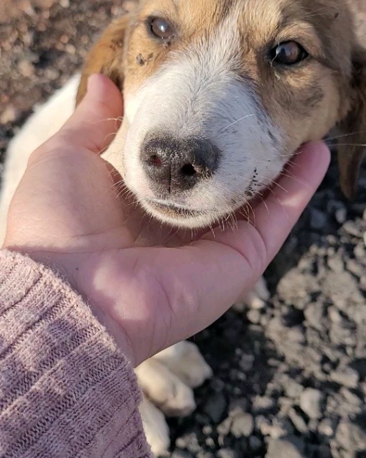 It all started with a pup named Honey 🍯💕 

I'm currently in Morocco for work, and met the sweetest soul -- a super scaredy 5month old stray puppy living in an old wooden wagon. After a week of twice daily feedings and sitting in a dirty alley trying to convince her of my heart... she decided to trust me. She followed me back to my villa that night. I bathed her and got her to a vet for an exam, vaccinations, and meds. 

Her name is Honey because when she is really happy, her eyes are like big golden honey pots.  Honey will come to Philly to live out her best life in a few weeks. 

Today, Honey made new friends. Three puppies behind a restaurant in a dirt lot.  Their ears and bodies are covered in ticks and fleas. Tomorrow they will go to the vet for treatment.  Hopefully the start to a new life for them. 

I need your help, friends. And I'm not someone who asks for help. But together, WE can help these homeless puppies, and hopefully many many more.  There's a link in bio to help support. Please share. 

There are so many stray dogs in Morocco.  These dogs are some of the most incredibly kind and gentle souls I've ever encountered. (And if you've been following, you know how much I love my ACCT Philly pups!)

Thank you friends, for your kindness in sharing/supporting. 💕

With sincere love and gratitude,
Melinda