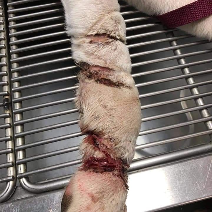 Warning: some photos may be a little graphic

HAA volunteers responded to a call of a dog in need of care today. This sweet boy had a lead wrapped around his leg and did not want to be touched. His leg was injured, and he was obviously in pain. Volunteers were able to get him to Old Hatchie Vet Clinic (thank you, Dr. Pulse!) to be looked at. His leg is now free of the cord, and he will be kept overnight so Dr. Pulse can re-evaluate in the morning once some swelling goes down. 

Right now we are hoping that he gets to keep his leg, but we do not know what his vetting expenses will be. If you would like to donate to his bill, you can use the PayPal link below or Venmo. We will post updates as we have them. His name is Gus.

PAYPAL -  www.paypal.me/haadogs
VENMO - @haadogs