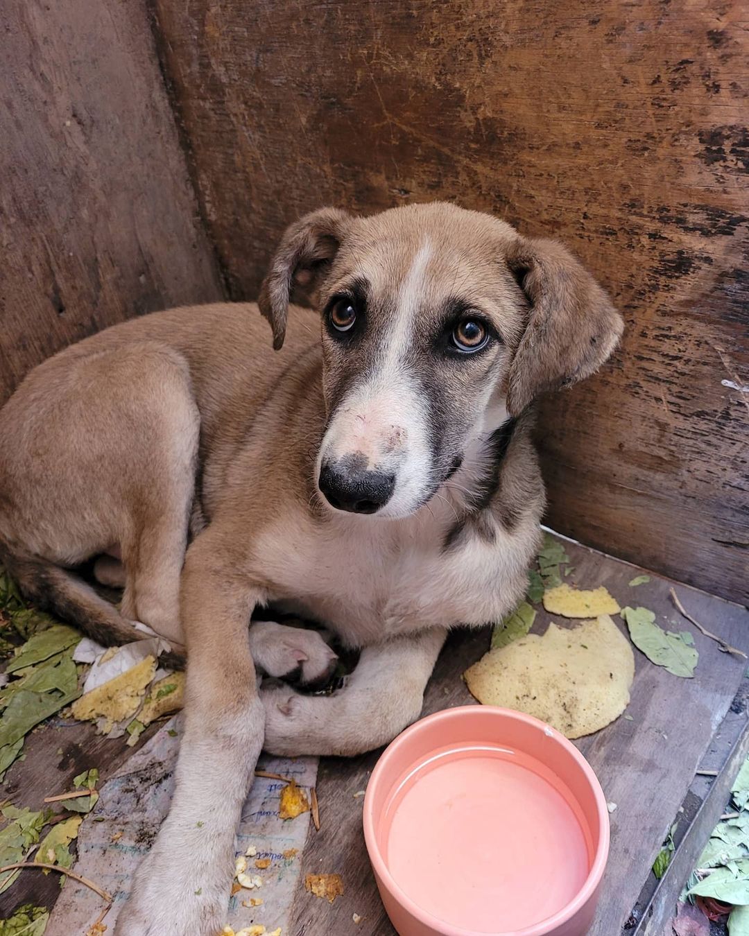 It all started with a pup named Honey 🍯💕 

I'm currently in Morocco for work, and met the sweetest soul -- a super scaredy 5month old stray puppy living in an old wooden wagon. After a week of twice daily feedings and sitting in a dirty alley trying to convince her of my heart... she decided to trust me. She followed me back to my villa that night. I bathed her and got her to a vet for an exam, vaccinations, and meds. 

Her name is Honey because when she is really happy, her eyes are like big golden honey pots.  Honey will come to Philly to live out her best life in a few weeks. 

Today, Honey made new friends. Three puppies behind a restaurant in a dirt lot.  Their ears and bodies are covered in ticks and fleas. Tomorrow they will go to the vet for treatment.  Hopefully the start to a new life for them. 

I need your help, friends. And I'm not someone who asks for help. But together, WE can help these homeless puppies, and hopefully many many more.  There's a link in bio to help support. Please share. 

There are so many stray dogs in Morocco.  These dogs are some of the most incredibly kind and gentle souls I've ever encountered. (And if you've been following, you know how much I love my ACCT Philly pups!)

Thank you friends, for your kindness in sharing/supporting. 💕

With sincere love and gratitude,
Melinda