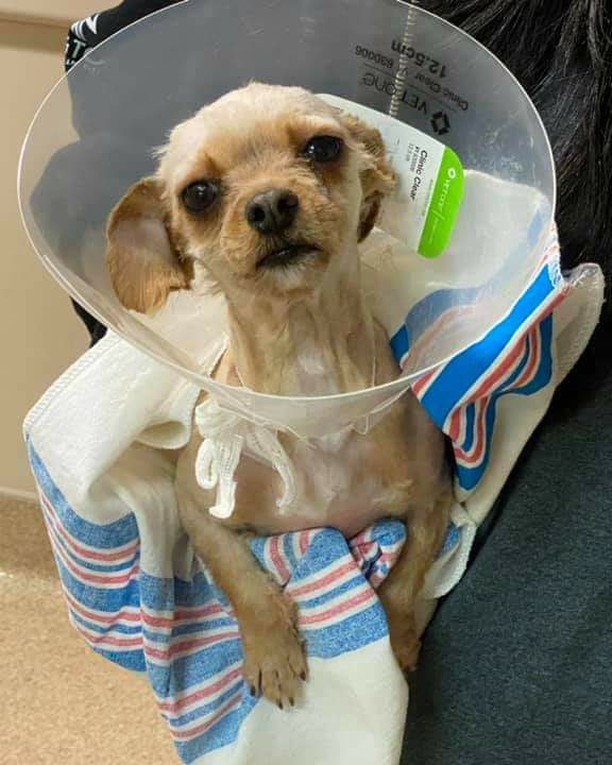 Jolene is a 3 yr old, 6 lb  Yorkie/Chi mix.  Shes spayed and is current on shots, Heartworm  test  was negative. 
All her hair was matted so they shaved her down when they spayed her. 
She gets scared and growls and gets snippy if you crate her. She does get better after she learns to trust you though .
She is Sandy Jones rescue/foster. 
Please contact  her for more details.
Thank you !