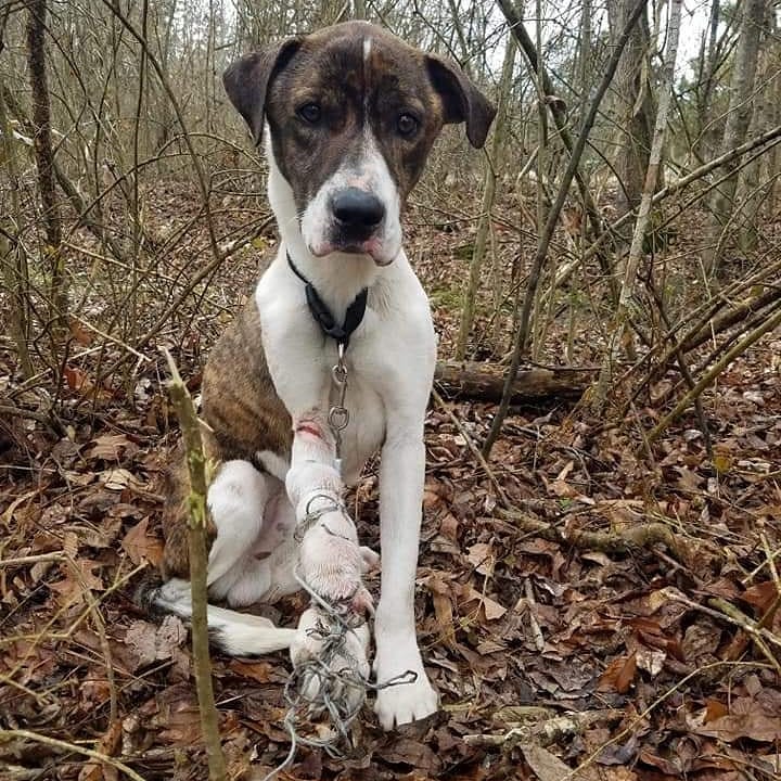 Warning: some photos may be a little graphic

HAA volunteers responded to a call of a dog in need of care today. This sweet boy had a lead wrapped around his leg and did not want to be touched. His leg was injured, and he was obviously in pain. Volunteers were able to get him to Old Hatchie Vet Clinic (thank you, Dr. Pulse!) to be looked at. His leg is now free of the cord, and he will be kept overnight so Dr. Pulse can re-evaluate in the morning once some swelling goes down. 

Right now we are hoping that he gets to keep his leg, but we do not know what his vetting expenses will be. If you would like to donate to his bill, you can use the PayPal link below or Venmo. We will post updates as we have them. His name is Gus.

PAYPAL -  www.paypal.me/haadogs
VENMO - @haadogs