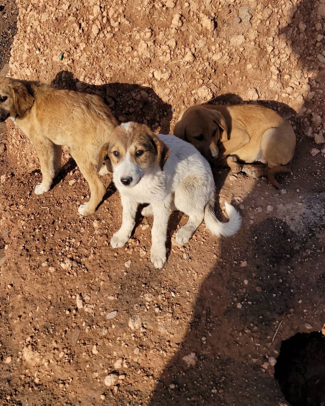 It all started with a pup named Honey 🍯💕 

I'm currently in Morocco for work, and met the sweetest soul -- a super scaredy 5month old stray puppy living in an old wooden wagon. After a week of twice daily feedings and sitting in a dirty alley trying to convince her of my heart... she decided to trust me. She followed me back to my villa that night. I bathed her and got her to a vet for an exam, vaccinations, and meds. 

Her name is Honey because when she is really happy, her eyes are like big golden honey pots.  Honey will come to Philly to live out her best life in a few weeks. 

Today, Honey made new friends. Three puppies behind a restaurant in a dirt lot.  Their ears and bodies are covered in ticks and fleas. Tomorrow they will go to the vet for treatment.  Hopefully the start to a new life for them. 

I need your help, friends. And I'm not someone who asks for help. But together, WE can help these homeless puppies, and hopefully many many more.  There's a link in bio to help support. Please share. 

There are so many stray dogs in Morocco.  These dogs are some of the most incredibly kind and gentle souls I've ever encountered. (And if you've been following, you know how much I love my ACCT Philly pups!)

Thank you friends, for your kindness in sharing/supporting. 💕

With sincere love and gratitude,
Melinda