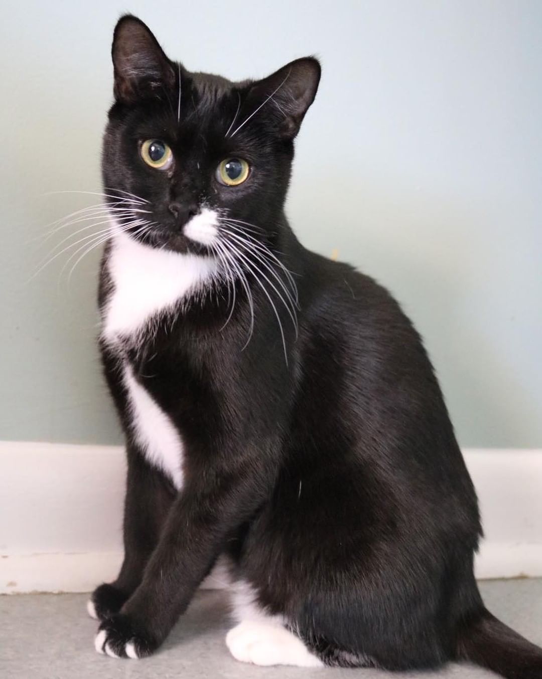 Let’s talk about how precious this girl is!!!

Hathaway may play coy fir the first few minutes you meet her but give her just a minute and she opens up BIG time! She loves belly rubs, will flop over and wiggle around to ask for a belly rub! She also loves to pop in and out of her favorite cat bed at you. She is playful, a goofball, VERY smart, and a sweet loving doll baby! 

Hathaway is ready for her happily ever after to begin with her forever family!

We adore this sweetheart and can’t wait for her next adventure either!

💗💗We still have a few precious kitties seeking their forever homes! While we may be going to transport only for all new kitties brought in, these current babies are some we hand raised and personally would love the chance to find homes for.💗💗

We know their individual personalities, likes, dislikes, and even their favorites types of toys. We can help play matchmaker!

📣📣To help home our remaining babies, we will still be accepting applications and making appointments for approved applicants! We will NOT be in house for walk ins or phone calls. All correspondences rom here on out will be taking place through FB messenger or better yet email. We hope to have our remaining babies all homed by the end of this week! 📣📣

⭕️We still are also offering to waive the adoption fees of a second kitten adopted as a pair!⭕️

🌀If you are interested in adding any of our fur babies to your “furrever” family, please email us at 
kittykottagedothan@yahoo.com 
and we will respond with an Adoption Application for you to fill out and email us back. From there we are scheduling potential adopters to come in and meet out kitties.🌀