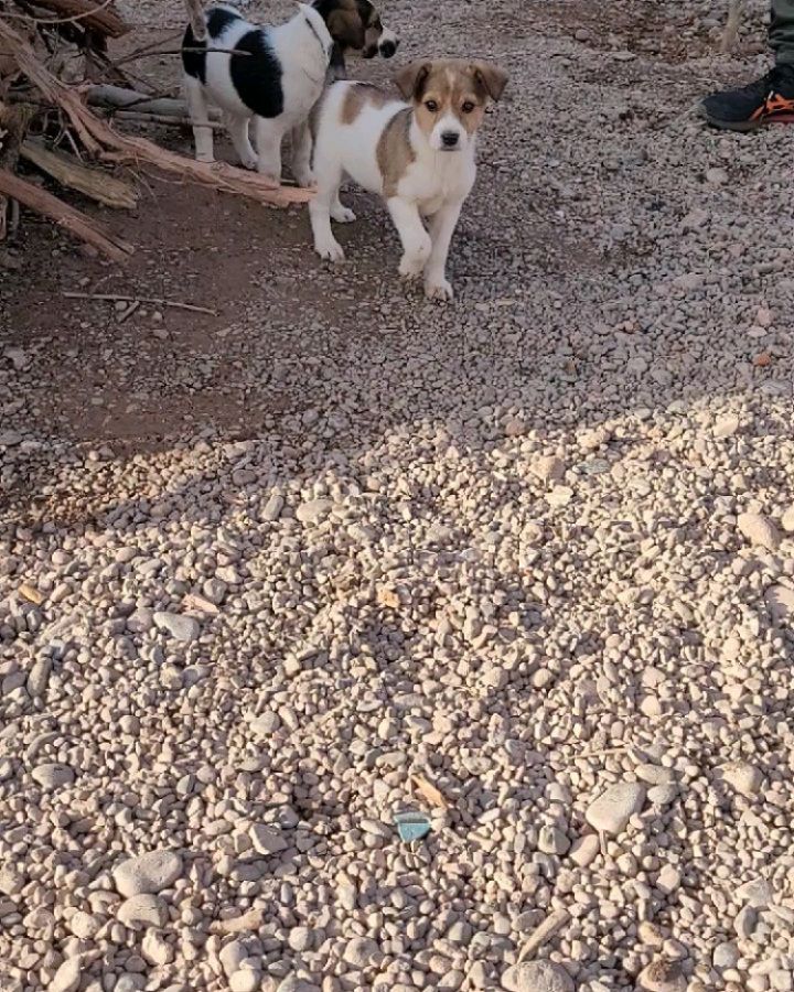 It all started with a pup named Honey 🍯💕 

I'm currently in Morocco for work, and met the sweetest soul -- a super scaredy 5month old stray puppy living in an old wooden wagon. After a week of twice daily feedings and sitting in a dirty alley trying to convince her of my heart... she decided to trust me. She followed me back to my villa that night. I bathed her and got her to a vet for an exam, vaccinations, and meds. 

Her name is Honey because when she is really happy, her eyes are like big golden honey pots.  Honey will come to Philly to live out her best life in a few weeks. 

Today, Honey made new friends. Three puppies behind a restaurant in a dirt lot.  Their ears and bodies are covered in ticks and fleas. Tomorrow they will go to the vet for treatment.  Hopefully the start to a new life for them. 

I need your help, friends. And I'm not someone who asks for help. But together, WE can help these homeless puppies, and hopefully many many more.  There's a link in bio to help support. Please share. 

There are so many stray dogs in Morocco.  These dogs are some of the most incredibly kind and gentle souls I've ever encountered. (And if you've been following, you know how much I love my ACCT Philly pups!)

Thank you friends, for your kindness in sharing/supporting. 💕

With sincere love and gratitude,
Melinda