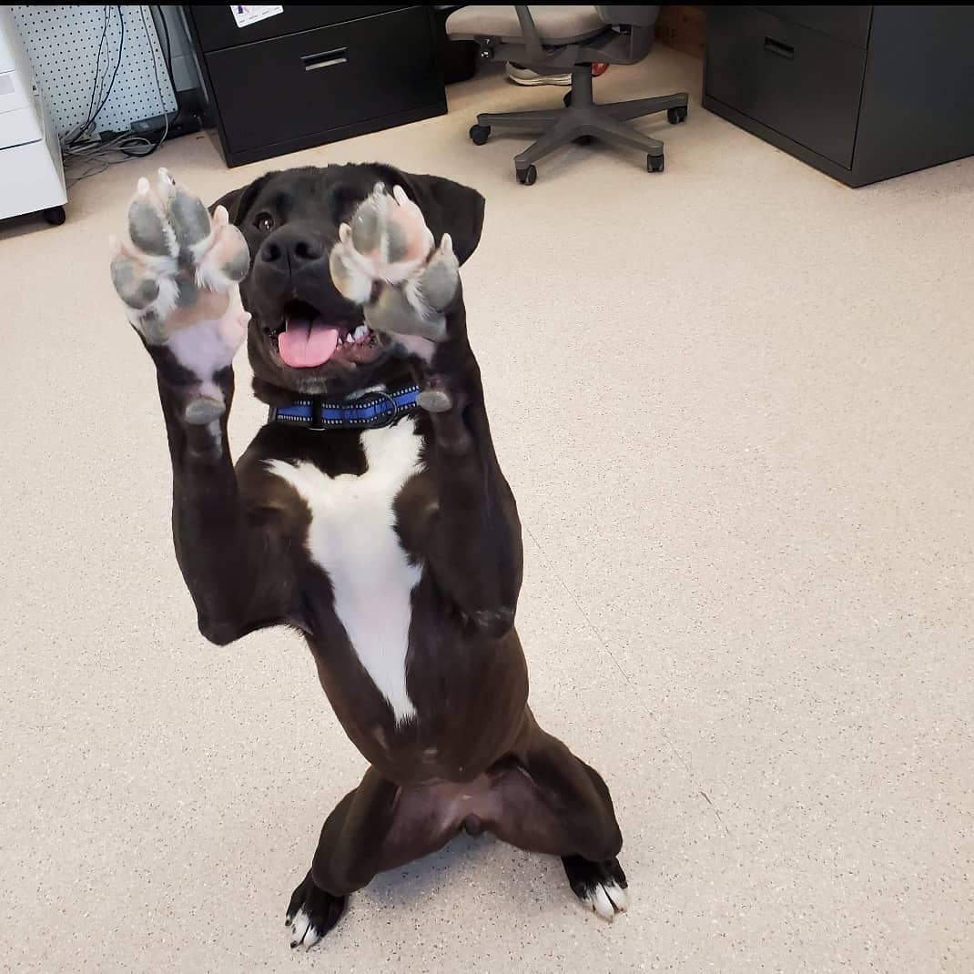 Raise your paw if you're the bestest, sweetest lady waiting on adoption. 

Now raise a paw of you stole my french fry. 

Even when she's misbehaving Shallots is still the cutest and we can't be mad! 

<a target='_blank' href='https://www.instagram.com/explore/tags/dogsofinstagram/'>#dogsofinstagram</a> <a target='_blank' href='https://www.instagram.com/explore/tags/wchsadopt/'>#wchsadopt</a> <a target='_blank' href='https://www.instagram.com/explore/tags/snack/'>#snack</a>