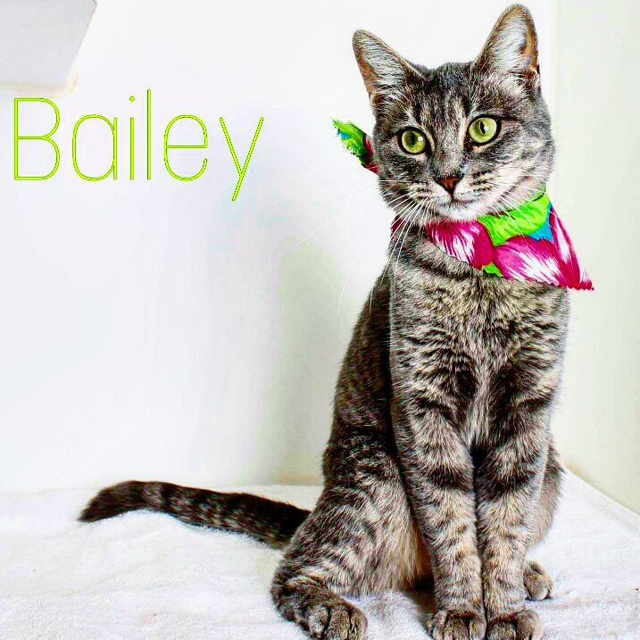 Bailey is looking for another chance at a new home. This is her second time back at the shelter and by no fault of her own. She is a sweet little girl that came in months ago with her brother as a stray. Her brother found his forever family and she thought she did too, but due to allergies she was brought back and is left waiting once again. Spayed, up to date on shots and FIV negative, she's ready to go, all she needs is for the right person to walk in and say, 