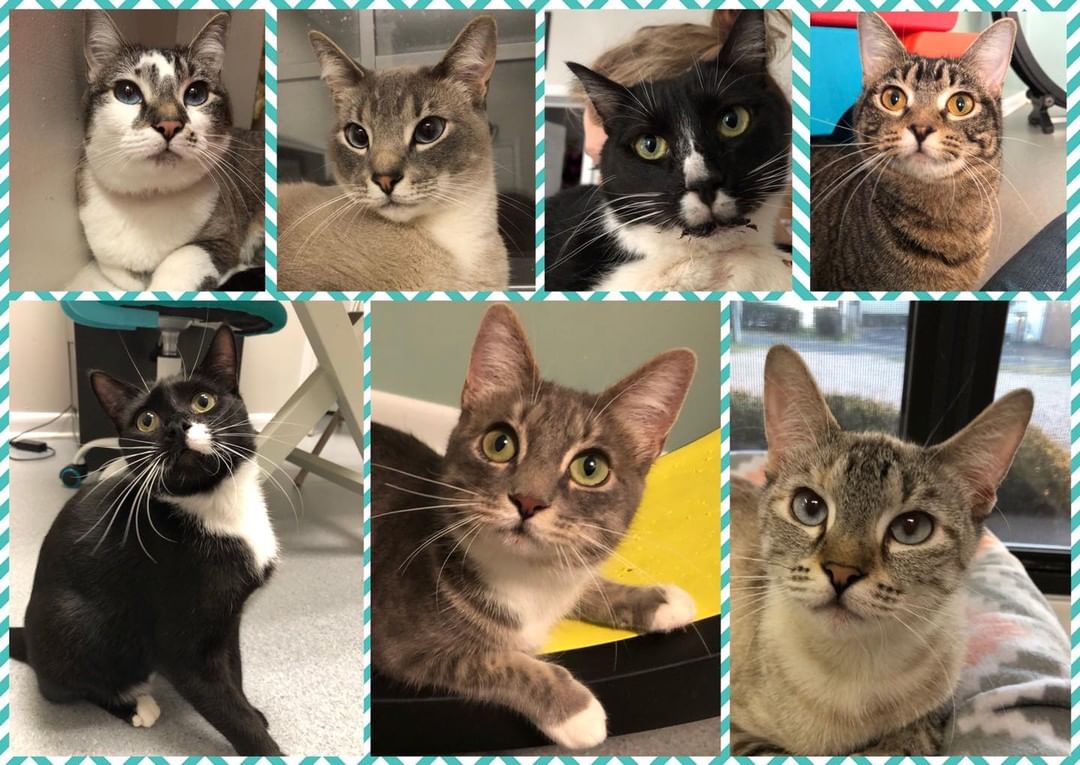 And then there were 7 (plus a couple more who are finishing up with a fungal infection and may be ready by next week if we have a couple more great apps in).

Mac & Chanel (bonded siamese siblings who are about 3 years old)
Our special Bentleigh girl
Chinook 
Hathaway
Zola
Cupcake!

💗💗We still have a few precious kitties seeking their forever homes! While we may be going to transport only for all new kitties brought in, these current babies are some we hand raised and personally would love the chance to find homes for.💗💗

We know their individual personalities, likes, dislikes, and even their favorites types of toys. We can help play matchmaker!

📣📣To help home our remaining babies, we will still be accepting applications and making appointments for approved applicants! We will NOT be in house for walk ins or phone calls. All correspondences rom here on out will be taking place through FB messenger or better yet email. We hope to have our remaining babies all homed by the end of this week! 📣📣

⭕️We still are also offering to waive the adoption fees of a second kitten adopted as a pair!⭕️

🌀If you are interested in adding any of our fur babies to your “furrever” family, please email us at 
kittykottagedothan@yahoo.com 
and we will respond with an Adoption Application for you to fill out and email us back. From there we are scheduling potential adopters to come in and meet out kitties.🌀
