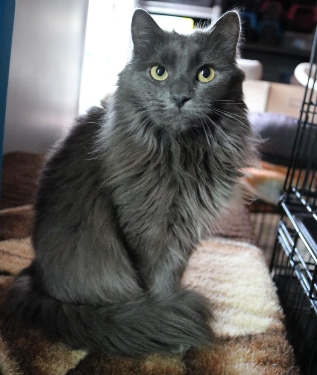 We have three other precious house kitties, they aren’t quite as friendly so missing people won’t mean as much for them but if we had a wonderful family want to step in to take them all we would be happy for them too! 

They likely wouldn’t do well being separated and would make it a bit trickier to home so either way they will be welcome to stay or if an awesome quiet family chose to accept Bess (pictures), Lionel (big gorgeous orange Mainecoon mix and the only one of the three who does regularly enjoy attention), and JonJon (huge marble tabby boy, lets you pet him when you’re earn his trust and have food). They would need to be the only three as when other kitties are around the boys do potty in places they shouldn’t.